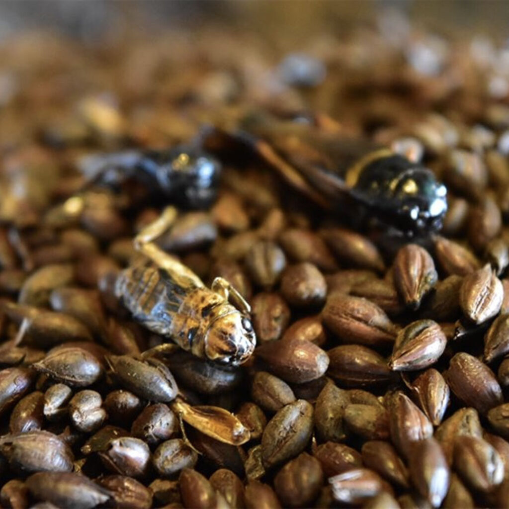 Cricket is one of the 120 weird ingredients discussed.