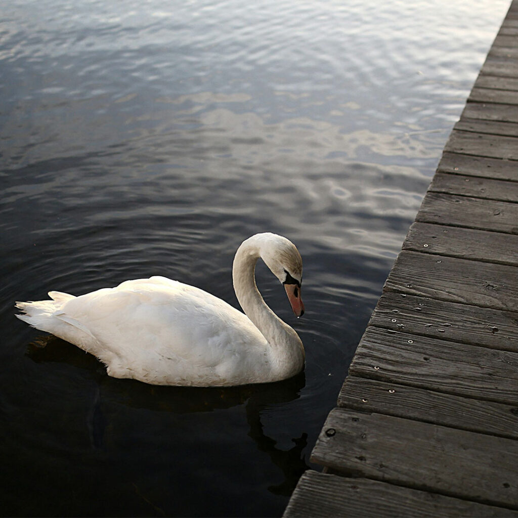 Swan near a dock