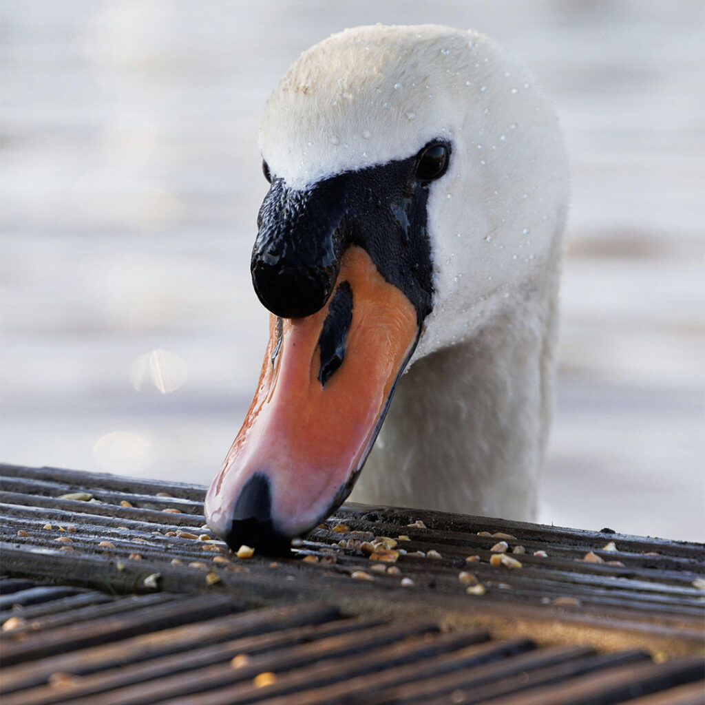 Swan with grain