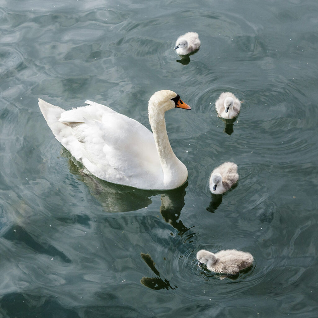 New generation of Swans