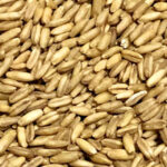 Swaen Oat