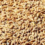 Swaen Lager