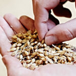 Germination