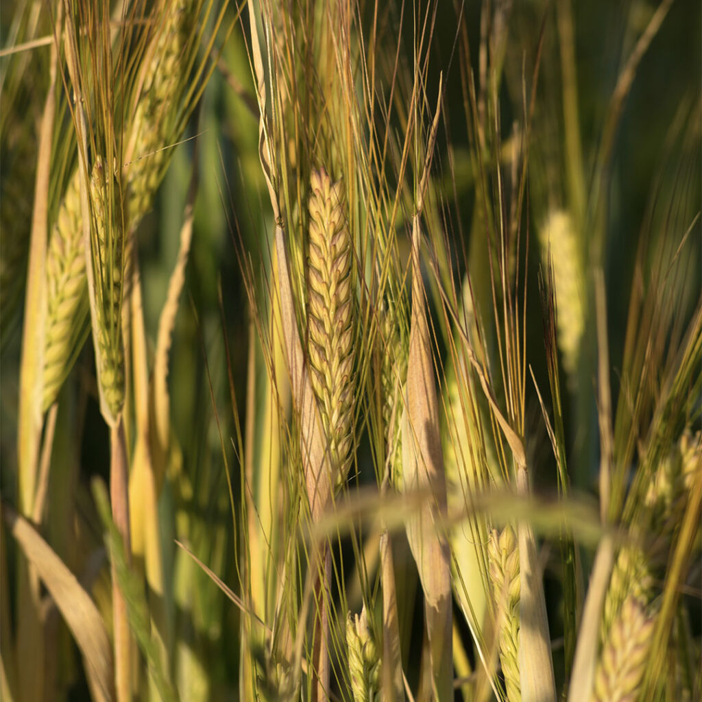 Barley in bloom.