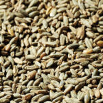 Swaen Rye