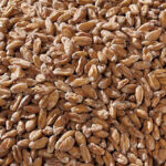 Swaen Spelt