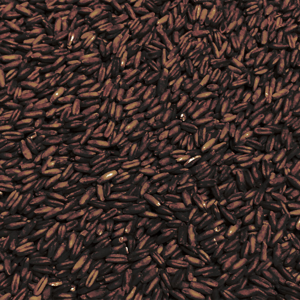 Black Swaen Oat