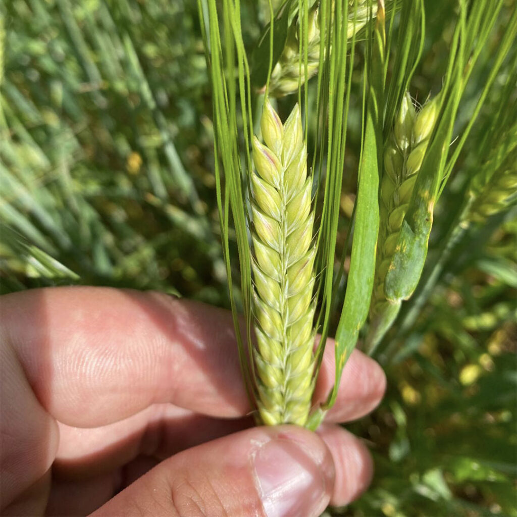 Crop Report 2025