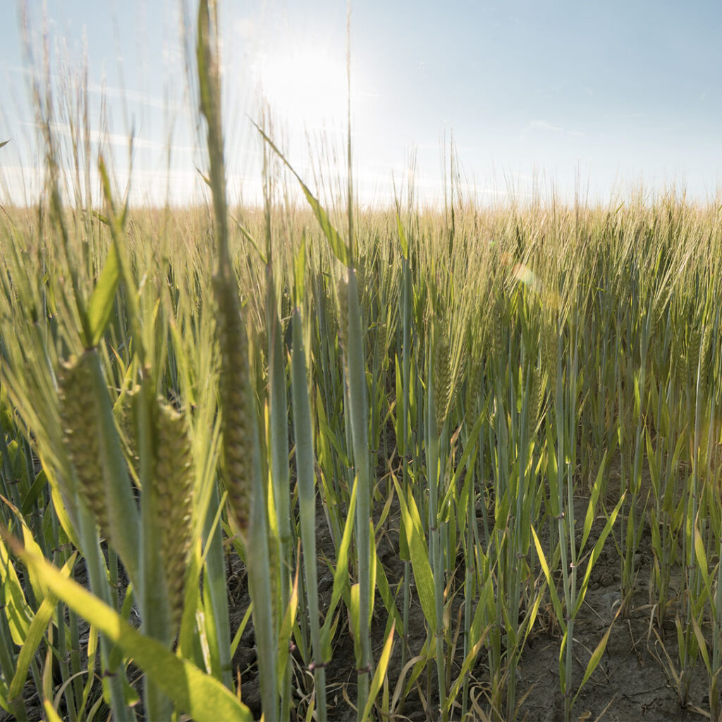 Crop update July 2026