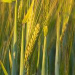 Crop Report August