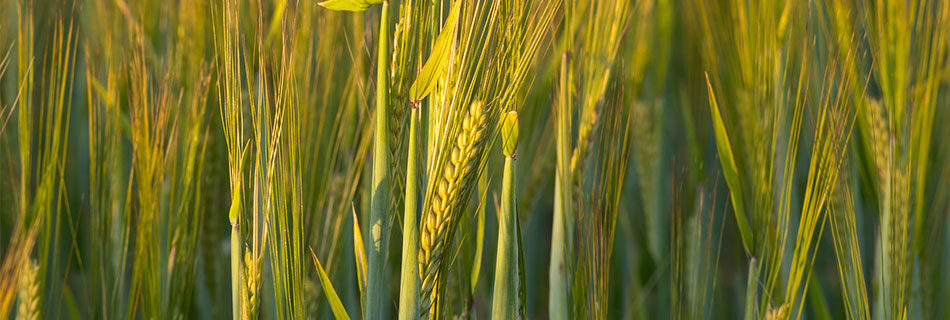 Crop Report August