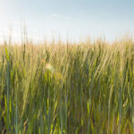 Crop update July 2026