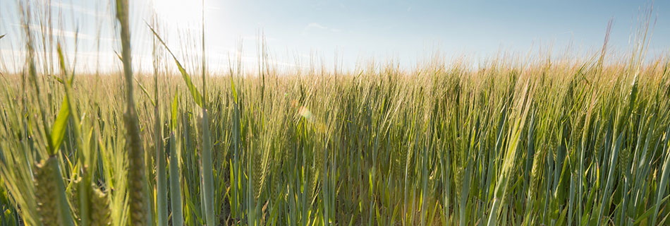 Crop update July 2026